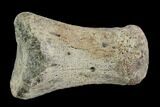 Hadrosaur Finger Bone - Alberta (Disposition #-) #95179-1